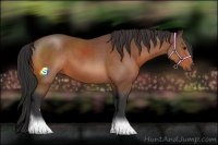 Horse Color:Bay Sabino 