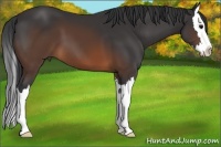 Horse Color:Brown Sabino Splash