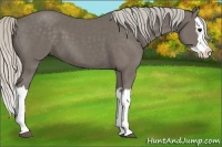 Horse Color:Silver Smoky Black Splash 
