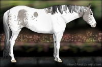 Horse Color:White Spotted Grullo Tobiano 