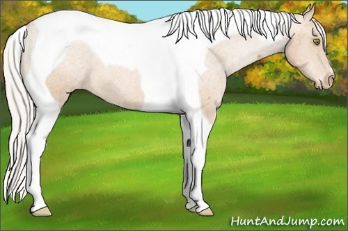 Horse Color:Silver Bay Pearl Tobiano Varnish