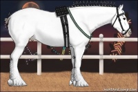 Horse Color:White Spotted Bay Dun Appaloosa 