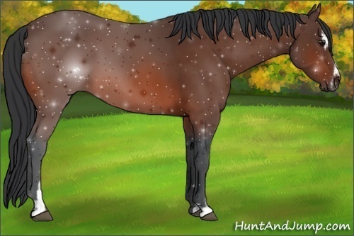 Horse Color:Bay Sabino 