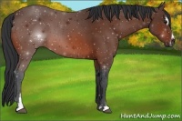 Horse Color:Bay Sabino 