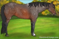 Horse Color:Brown 