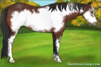 Horse Color:Bay Sabino Frame