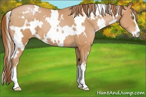Horse Color:White Spotted Bay Pearl Sabino