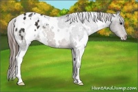 Horse Color:White Spotted Buckskin Appaloosa