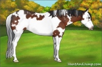 Horse Color:White Spotted Bay Splash Frame