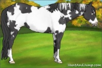 Horse Color:White Spotted Smoky Black Frame
