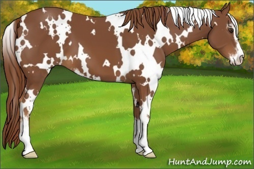 Horse Color:White Spotted Chestnut Sabino 