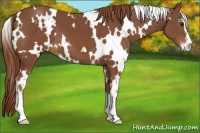 Horse Color:White Spotted Chestnut Sabino