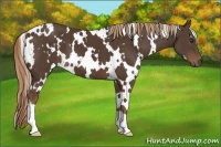 Horse Color:White Spotted Liver Chestnut 