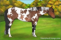Horse Color:White Spotted Bay Rabicano