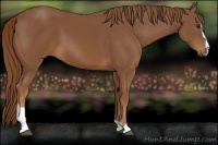 Horse Color:Chestnut Sabino