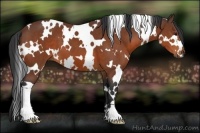 Horse Color:White Spotted Bay 