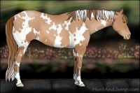 Horse Color:White Spotted Bay Pearl