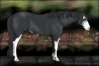 Horse Color:Black Sabino