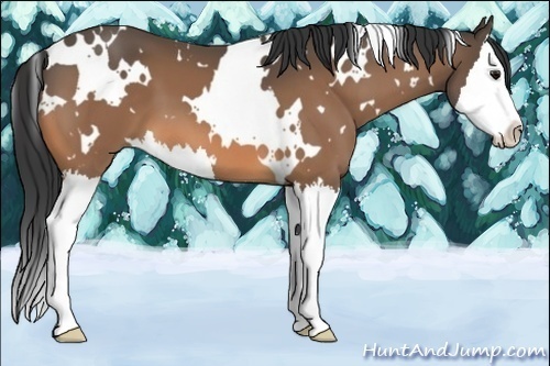 Horse Color:White Spotted Buckskin Splash