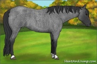 Horse Color:Blue Roan 
