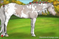 Horse Color:White Spotted Silver Bay Appaloosa