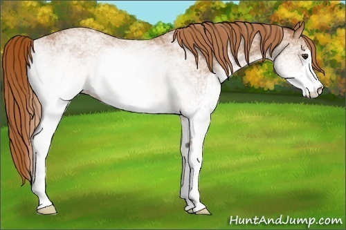 Horse Color:White Spotted Chestnut 