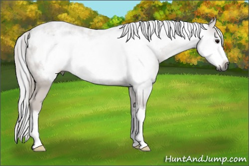 Horse Color:Gray Bay Frame