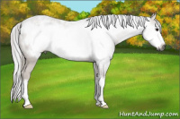Horse Color:Gray Bay Frame 