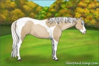 Horse Color:Silver Grullo Pearl Sabino Splash Tobiano Rabicano