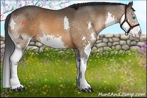 Horse Color:Bay Splash 