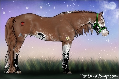 Horse Color:Chestnut Sabino 