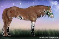 Horse Color:Chestnut Sabino 