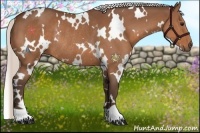 Horse Color:White Spotted Silver Bay Rabicano 