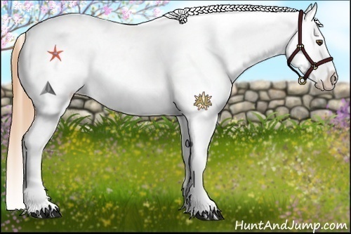 Horse Color:White Spotted Buckskin Blanket