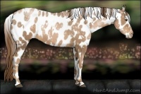 Horse Color:White Spotted Liver Chestnut Ice Pearl Appaloosa