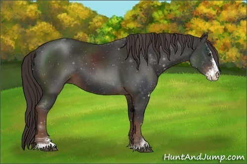 Horse Color:Liver Chestnut Sabino 