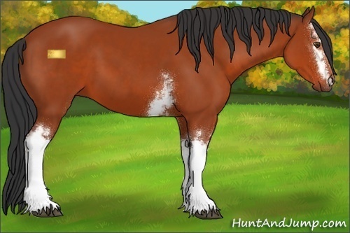 Horse Color:White Spotted Bay 