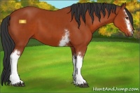 Horse Color:White Spotted Bay