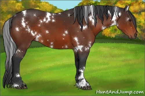 Horse Color:White Spotted Bay 