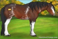 Horse Color:White Spotted Bay 