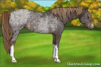 Horse Color:Liver Chestnut Ice 