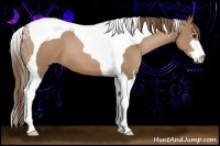 Horse Color:Black Pearl Sabino Tobiano