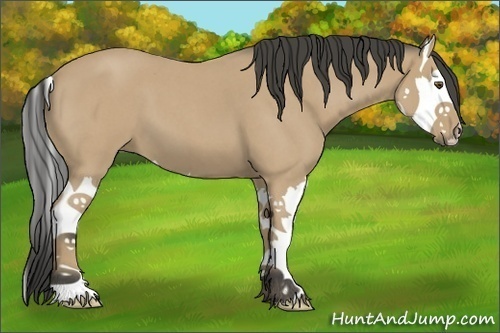 Horse Color:Buckskin Roan Splash 