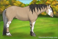 Horse Color:Buckskin Roan Splash