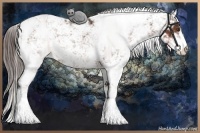 Horse Color:Liver Chestnut Sabino