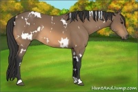 Horse Color:White Spotted Buckskin