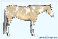 Horse Color:White Spotted Buckskin Dun Splash