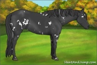 Horse Color:White Spotted Smoky Black