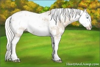 Horse Color:Cremello Sabino