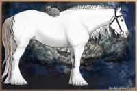 Horse Color:White Spotted Liver Chestnut Appaloosa 